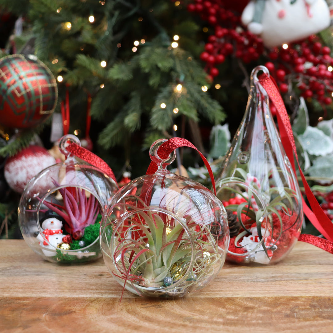 Tinsel & Tillandsia: Holiday Air Plant Ornament Workshop - Sherwood