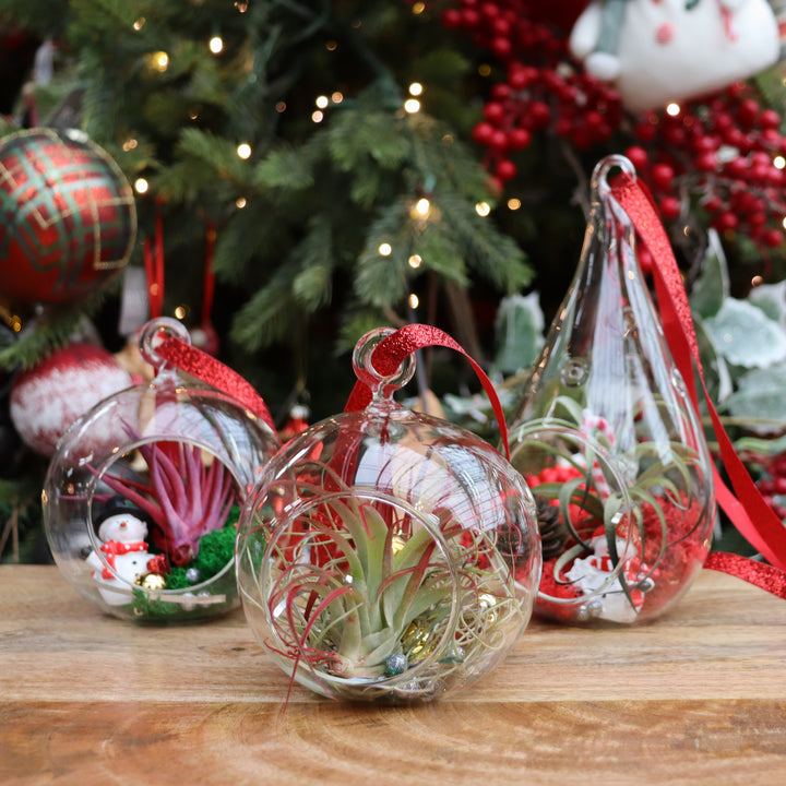 Tinsel & Tillandsia: Holiday Air Plant Ornament Workshop - Sherwood