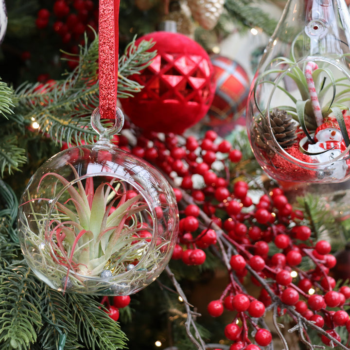 Tinsel & Tillandsia: Holiday Air Plant Ornament Workshop - Gresham