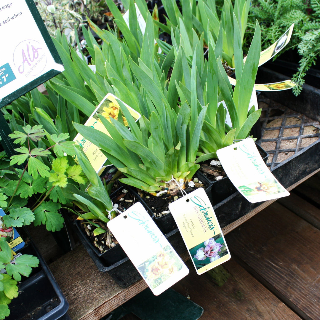 Iris Dwarf Bearded Iris, 4 Inch/Quart Perennials