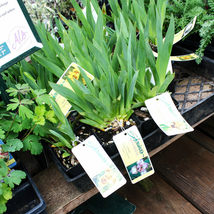 Iris Dwarf Bearded Iris, 4 Inch/Quart Perennials