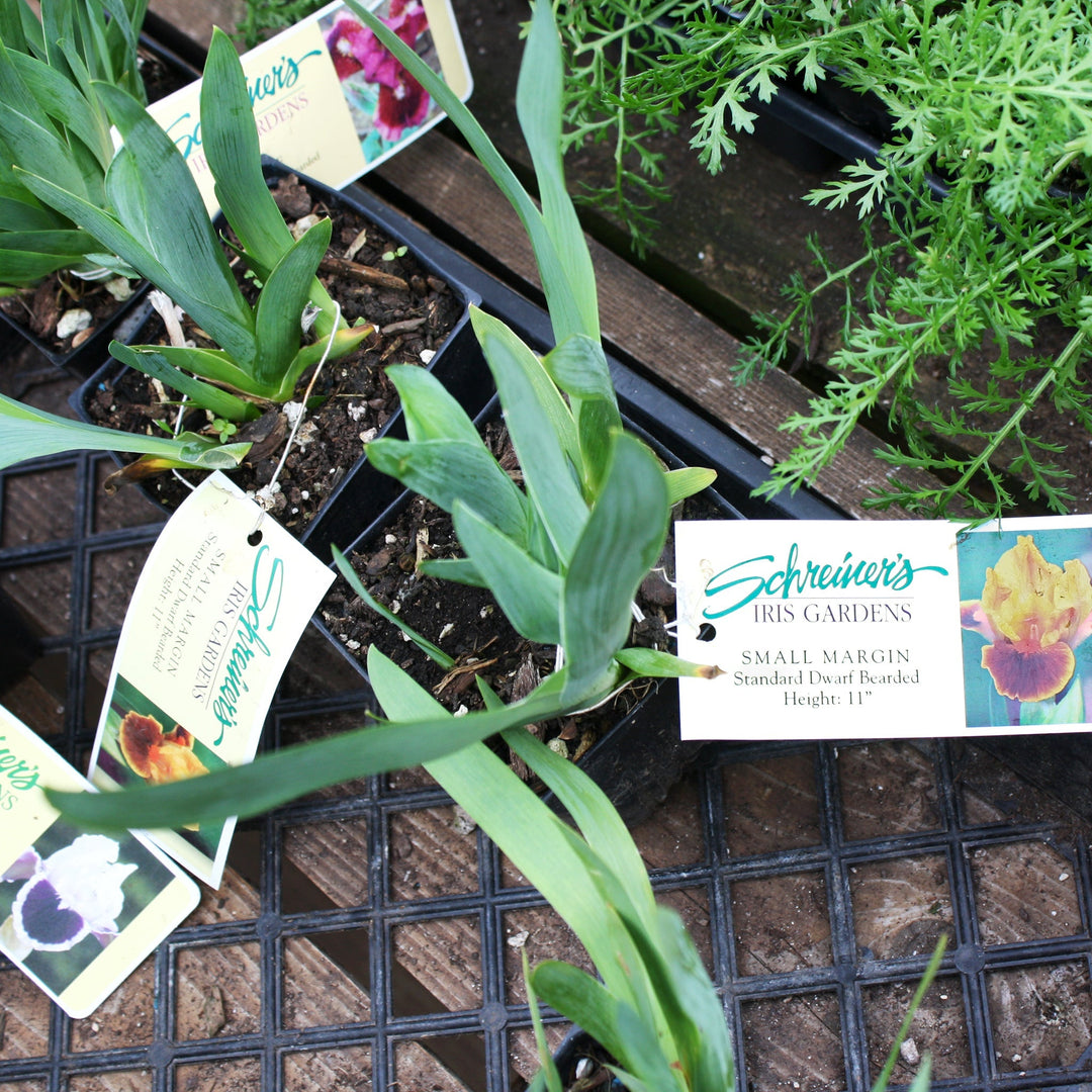 Iris Dwarf Bearded Iris, 4 Inch/Quart Perennials
