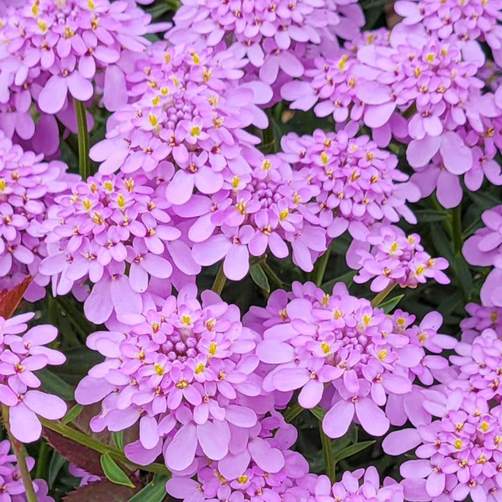 Iberis sempervirens 'Mermaid Lavender' Candytuft, 1 Gallon Perennials