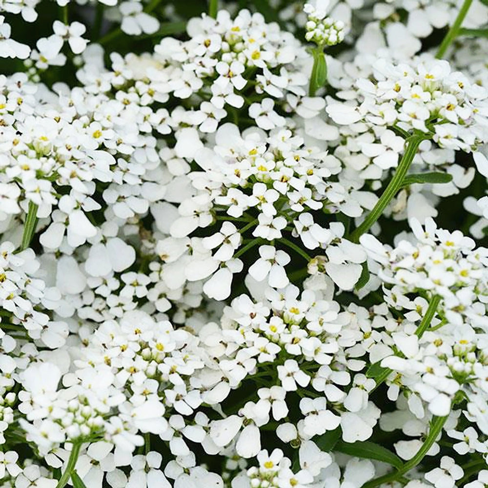 Iberis sempervirens 'Summer Snowdrift' PP30713 Candytuft, 1 Gallon Perennials