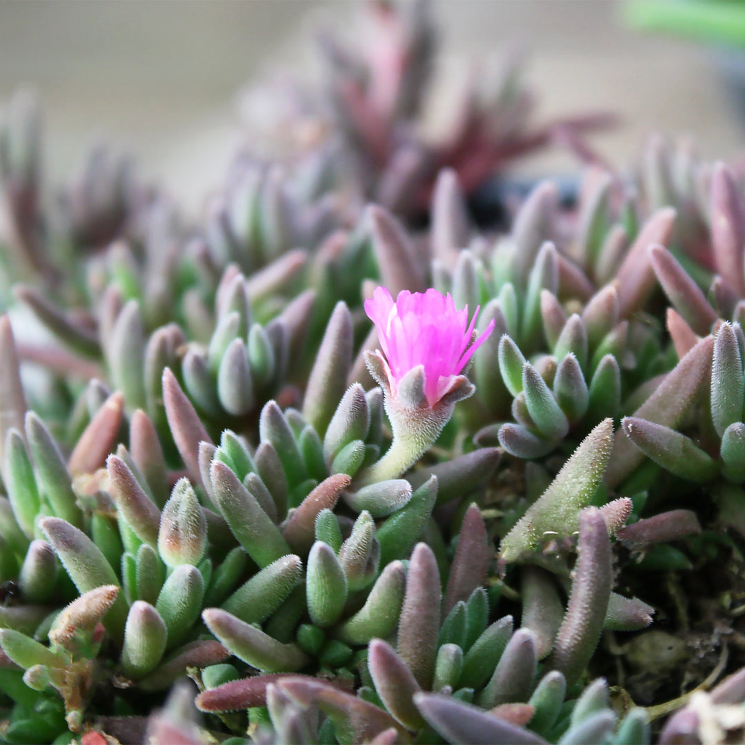 Delosperma cooperi 'Hotcakes Fig Fusion' Ice Plant, 4 Inch Perennials