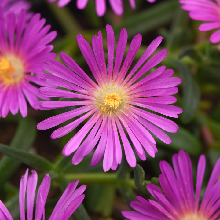 Al's Garden & Home 'Ocean Sunset Violet' Ice Plant (Delosperma), 1 Quart perennial