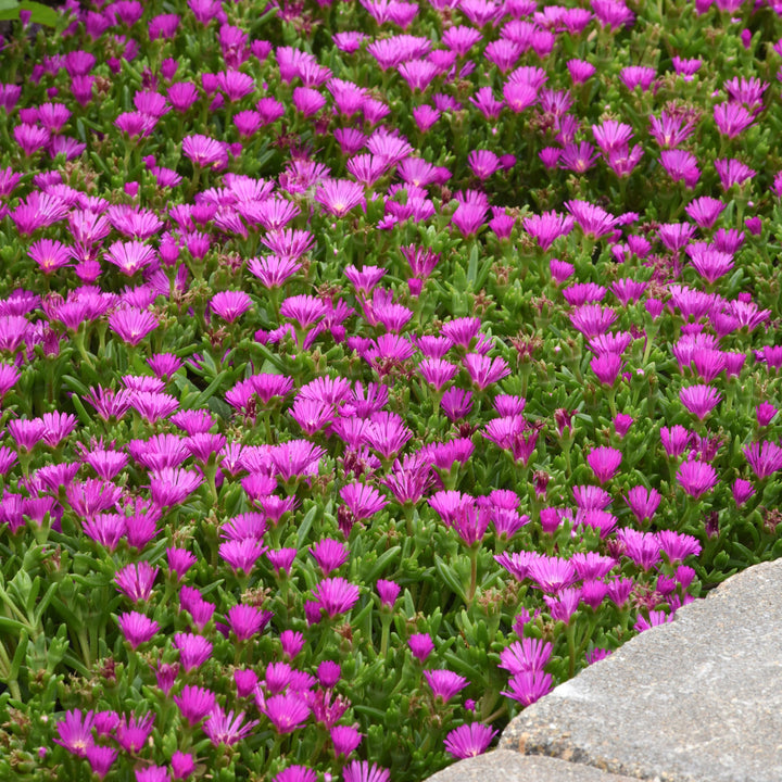Delosperma cooperi 'Ocean Sunset Violet' Ice Plant, 1 Quart Perennials