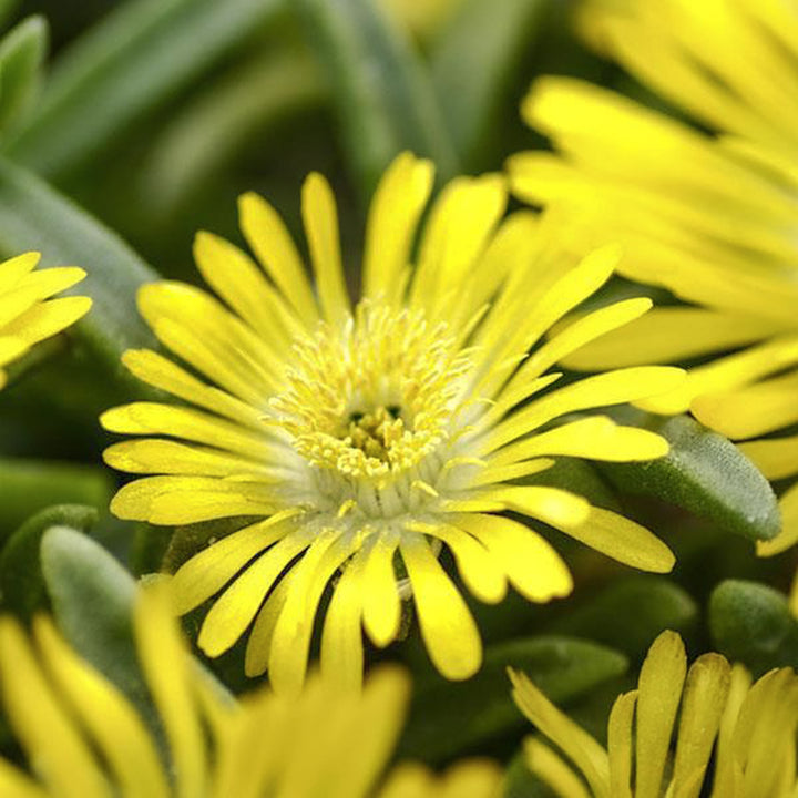 Al's Garden & Home 'W of W Golden Wonder'' Ice Plant (Delosperma), 1 Quart perennial