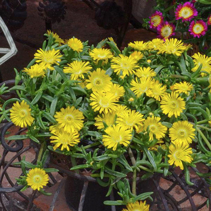 Al's Garden & Home 'W of W Purple' Ice Plant (Delosperma), 1 Quart perennial