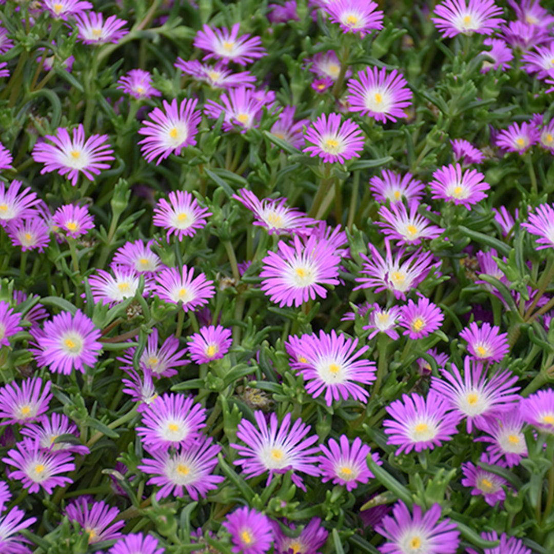 Al's Garden & Home 'W of W Purple' Ice Plant (Delosperma), 1 Quart perennial