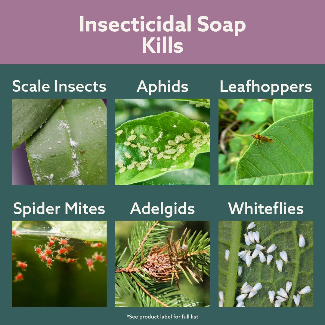 Bonide Insecticidal Soap Spray