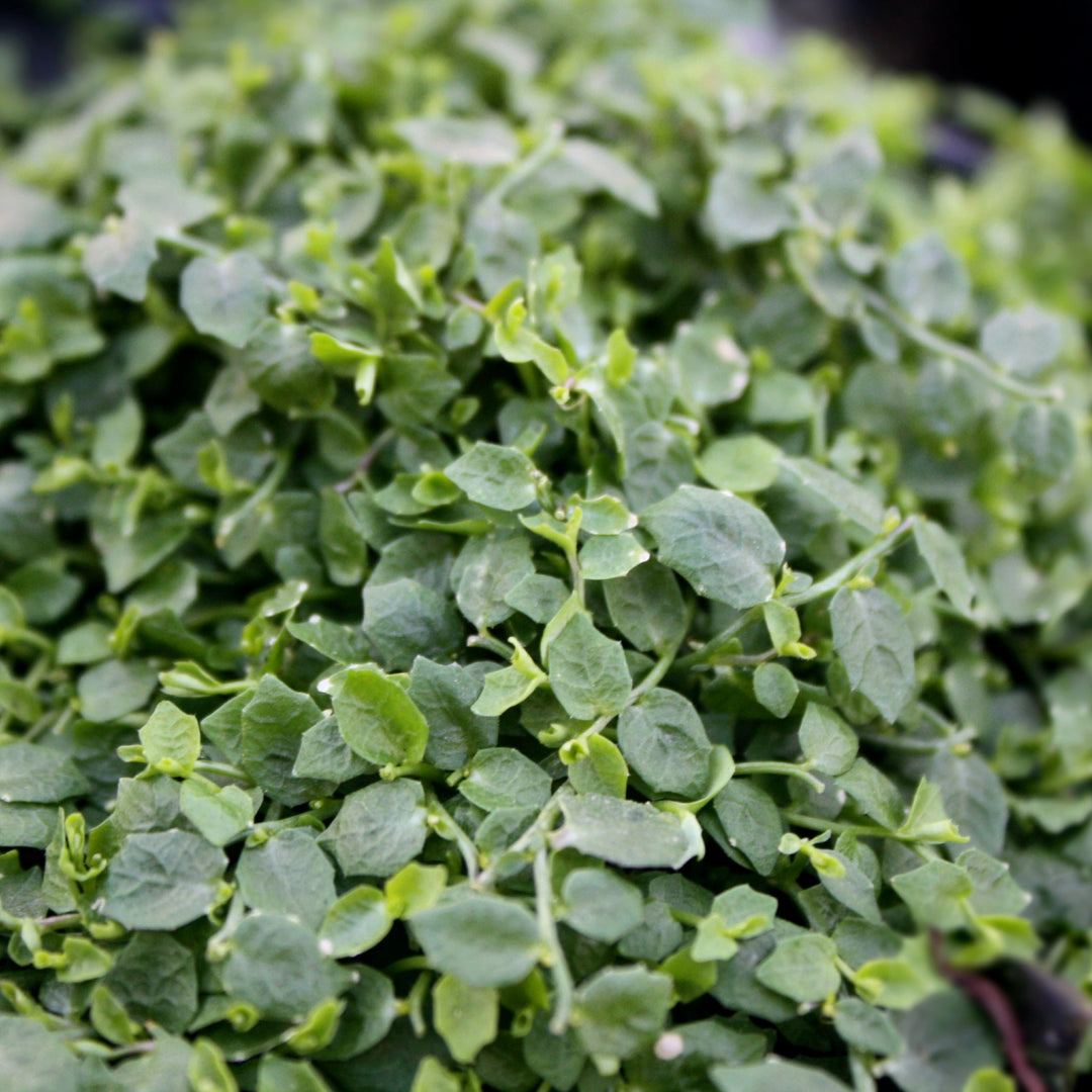 Isotoma 'White Star Creeper' Creeper, 1 Quart Perennials