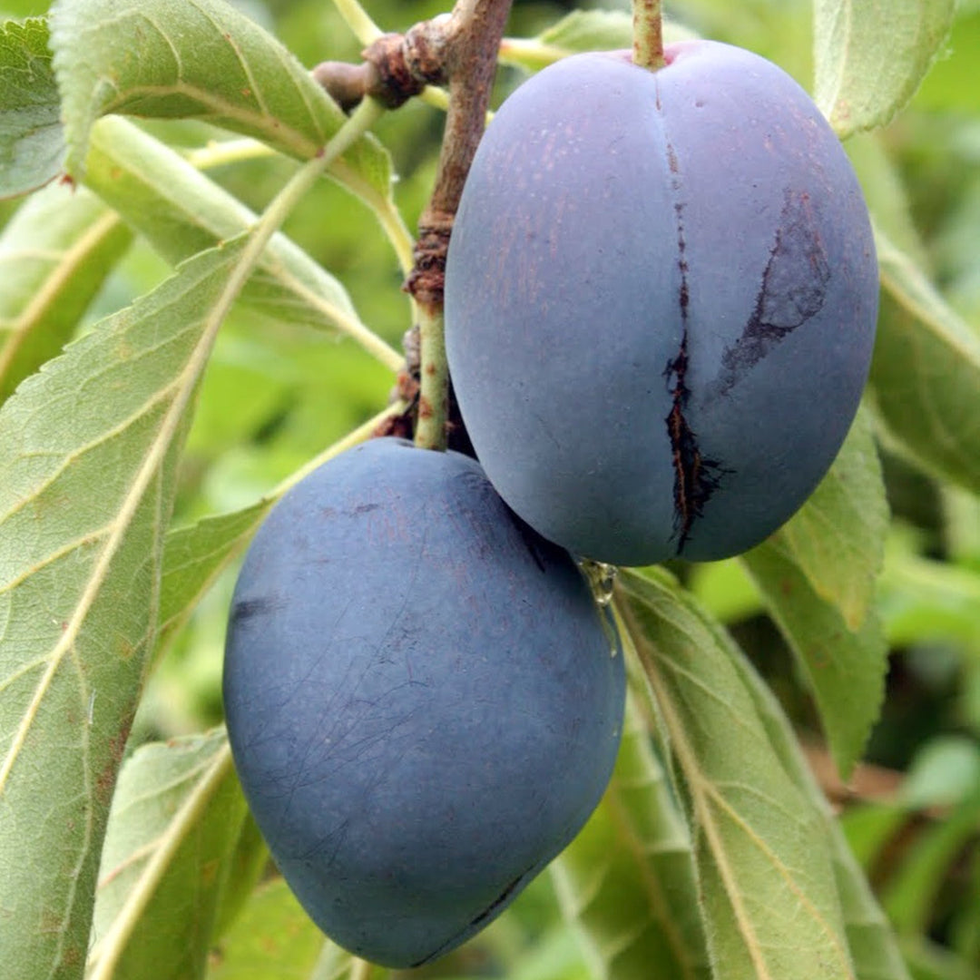 Prunus domestica 'Italian' Dwarf Plum, Bare Root Trees