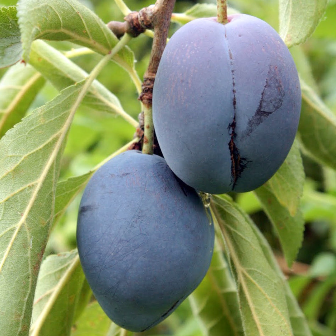 Prunus domestica 'Italian' Dwarf Plum, Bare Root Prune Tree, Tree