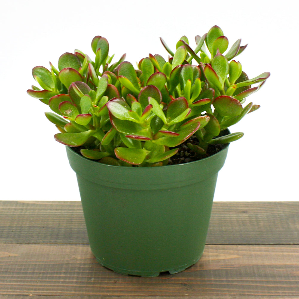 Crassula ovata 'Crosby' Jade Plant, 6 Inch Houseplants