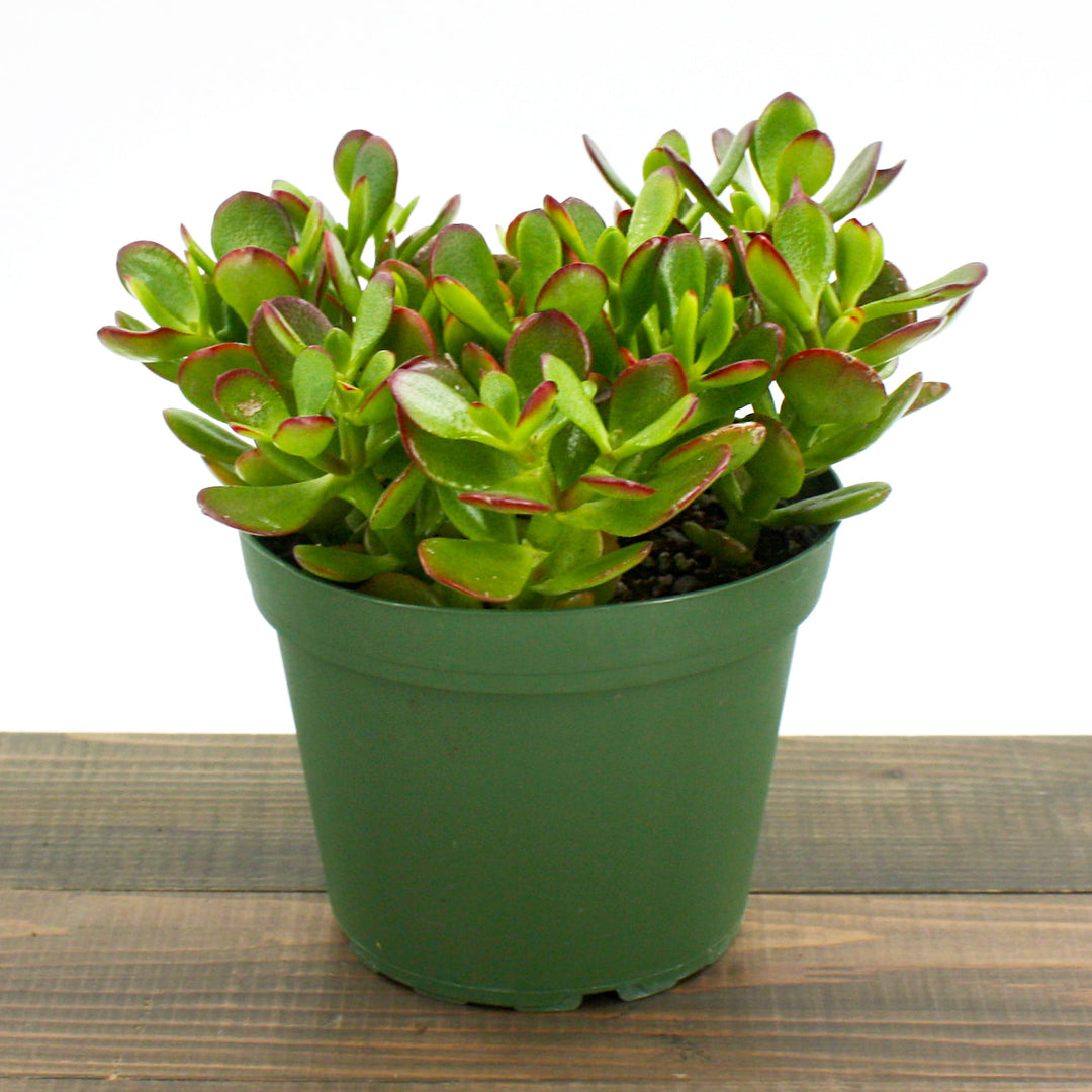 Crassula ovata 'Crosby' Jade Plant, 6 Inch Houseplants