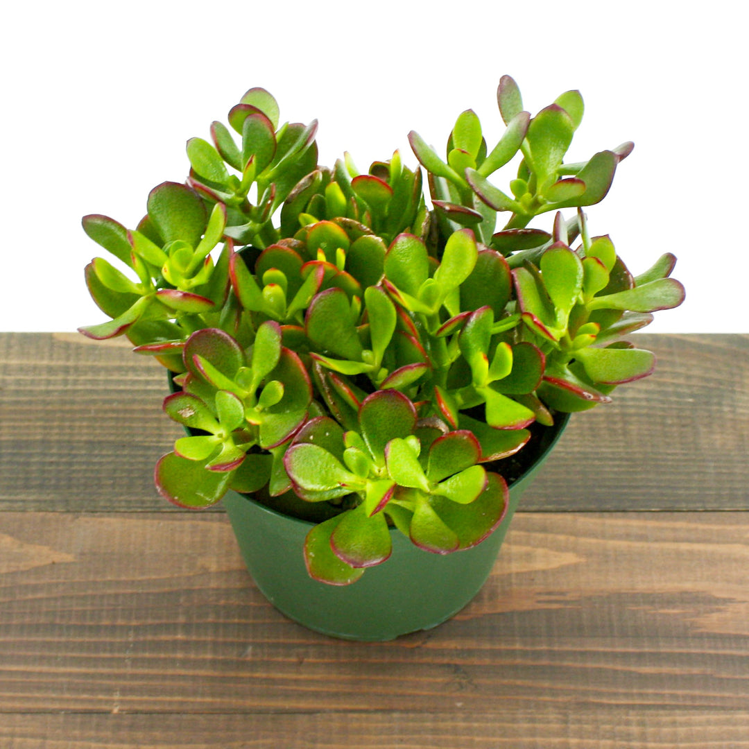 Crassula ovata 'Crosby' Jade Plant, 6 Inch Houseplants