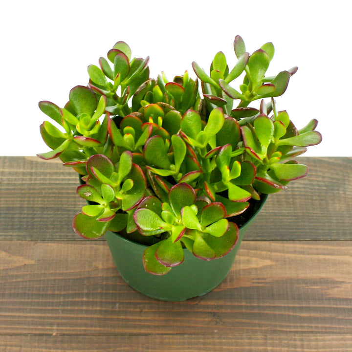 Crassula ovata 'Crosby' Jade Plant, 6 Inch Houseplants