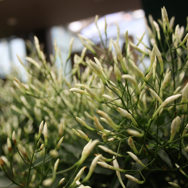 Jasminum Jasmine, 4 Inch Houseplants