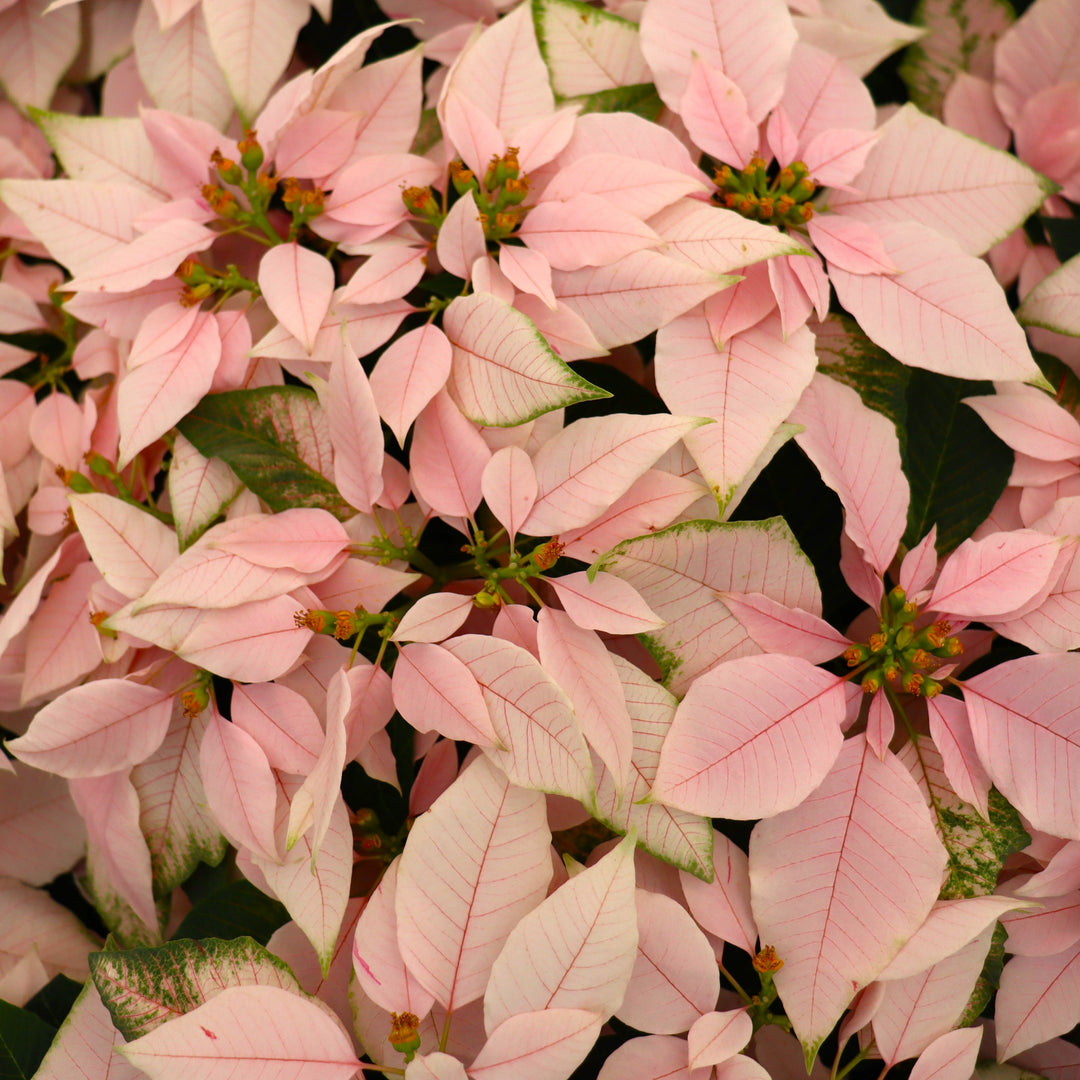 Euphorbia pulcherrima 'J'Adore Soft Pink' Premium Poinsettia, 4 Inch Annuals