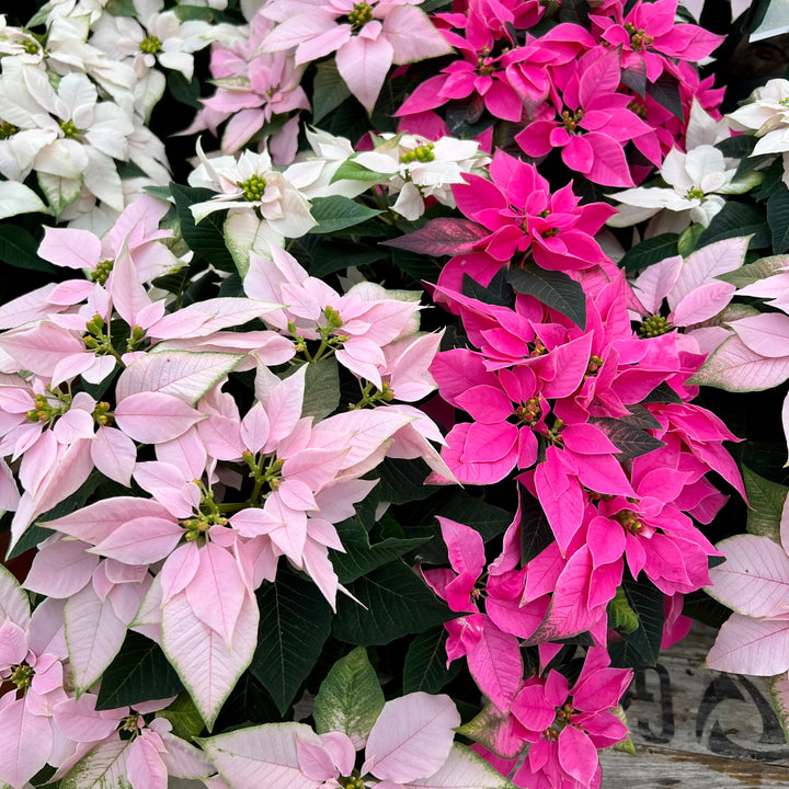 Euphorbia pulcherrima 'J'Adore Combo' Poinsettia, 8 Inch Annuals