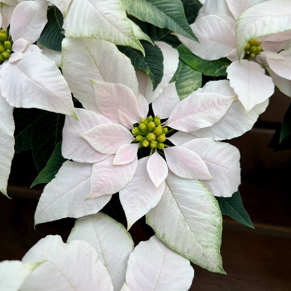 Euphorbia pulcherrima 'J'Adore White Pearl' Premium Poinsettia, 4 Inch Annuals