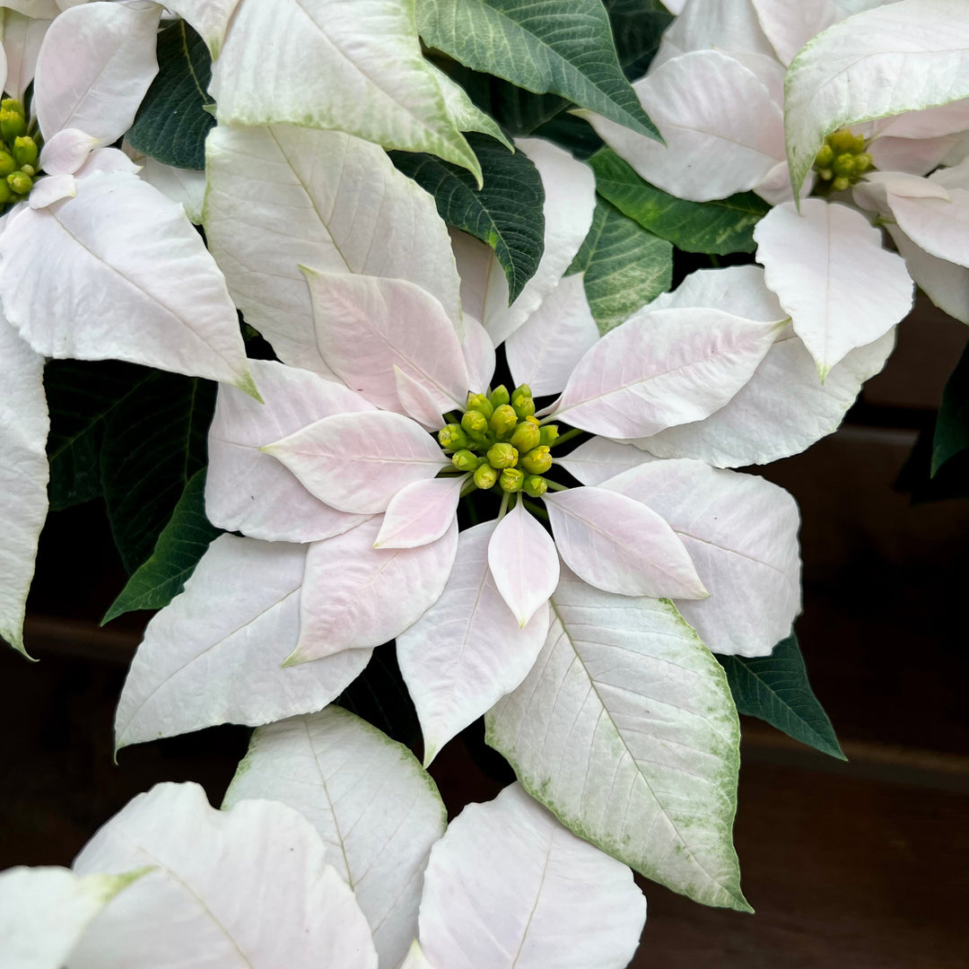 Euphorbia pulcherrima 'J'Adore White Pearl' Premium Poinsettia, 4 Inch Annuals