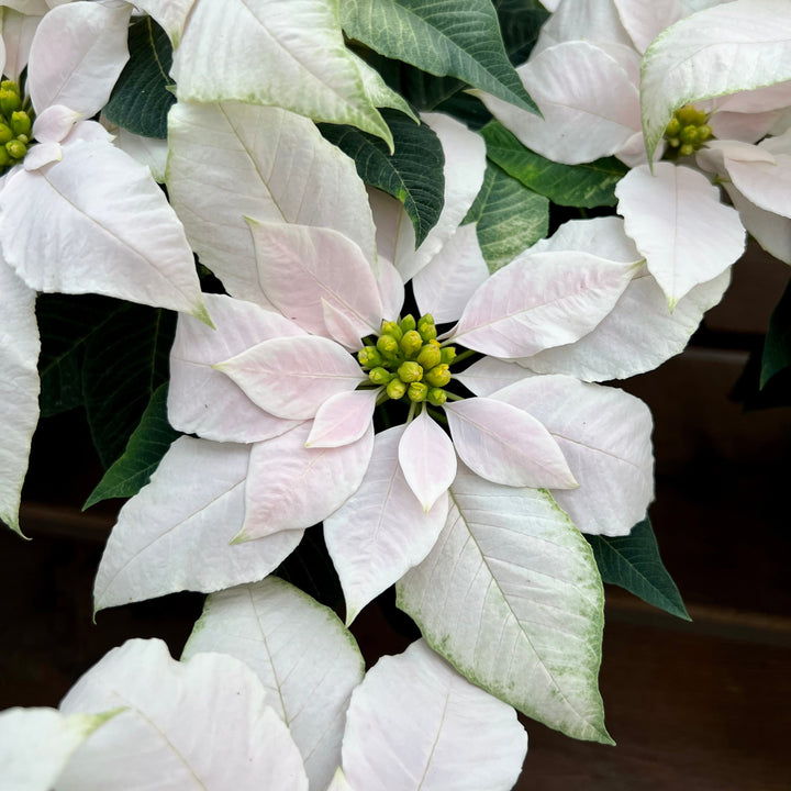Euphorbia pulcherrima 'J'Adore White Pearl' Premium Poinsettia, 4 Inch Annuals