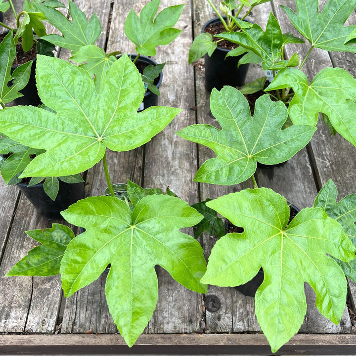 Fatsia japonica Japanese Aralia, 1 Gallon Shrubs