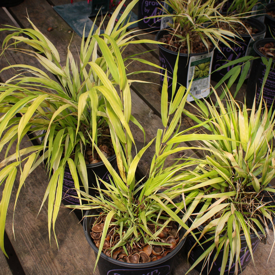 Hakonechloa macra 'All Gold' Japanese Forest Grass, 1 Gallon Perennials