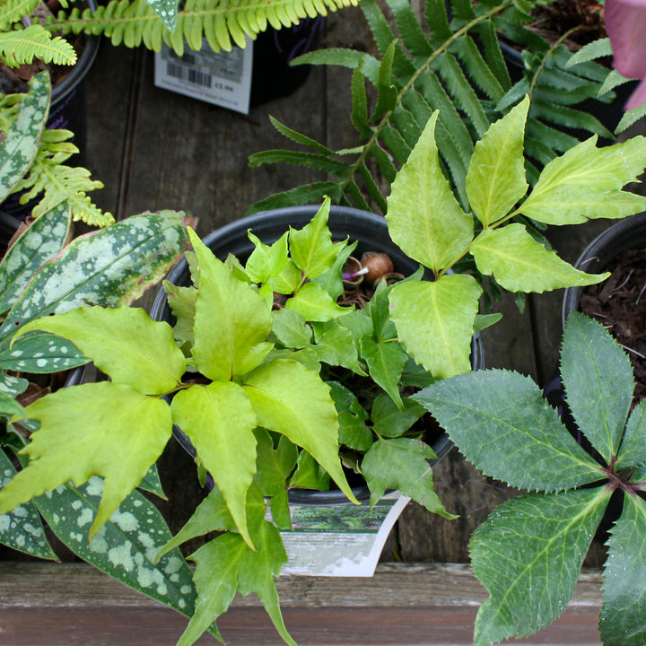 Cyrtomium falcatum Japanese Holly Fern, 1 Gallon Perennials