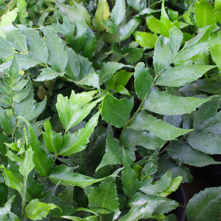 Cyrtomium falcatum Japanese Holly Fern, 1 Gallon Perennials