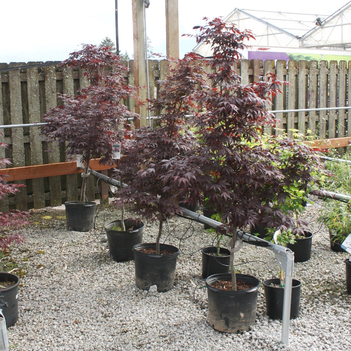 Acer palmatum 'Emperor' Japanese Maple, 7 Gallon Trees