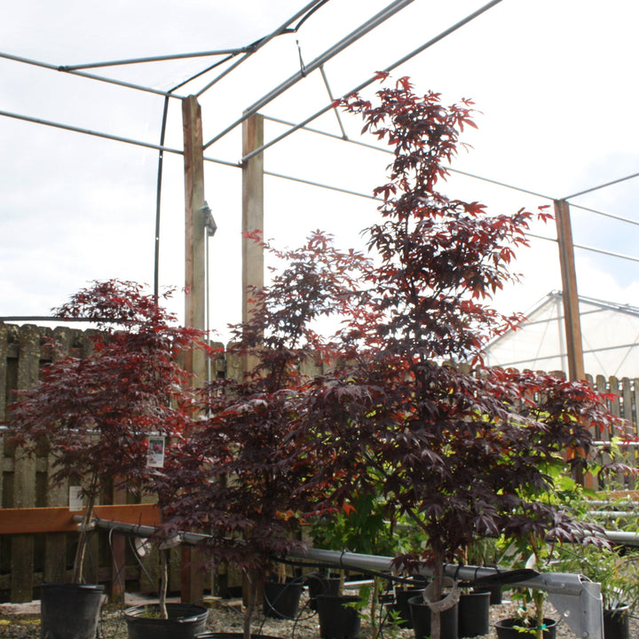 Acer palmatum 'Emperor' Japanese Maple, 7 Gallon Trees