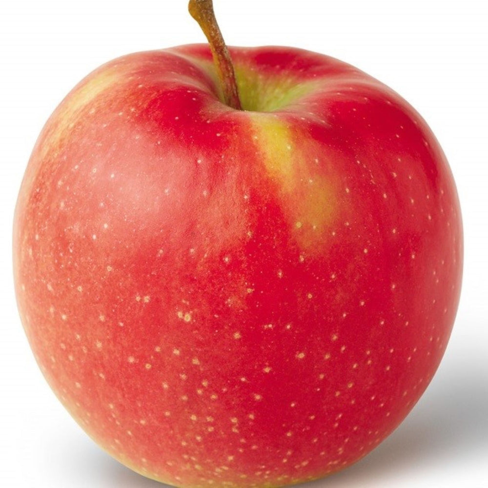 Malus domestica 'Jonagold' Semi-Dwarf Apple, Bare Root Apple Tree, Tree