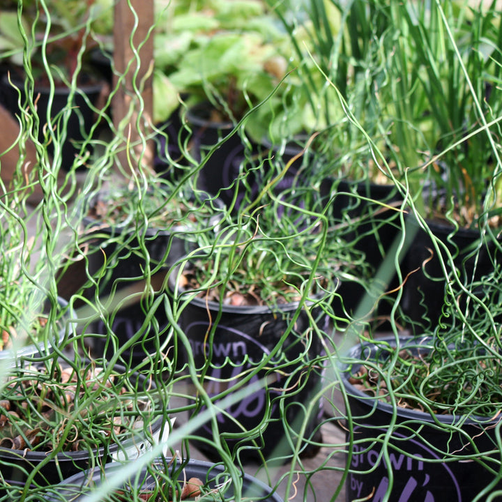 Juncus effusus 'Big Twister' Soft Rush, 1 Gallon Perennials