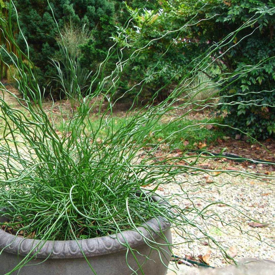 Juncus effusus 'Big Twister' Soft Rush, 1 Gallon Perennials