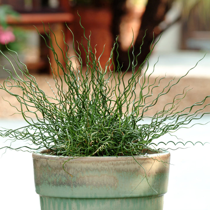 Juncus effusus var. spiralis 'Twister' Soft Rush, 1 Quart Perennials