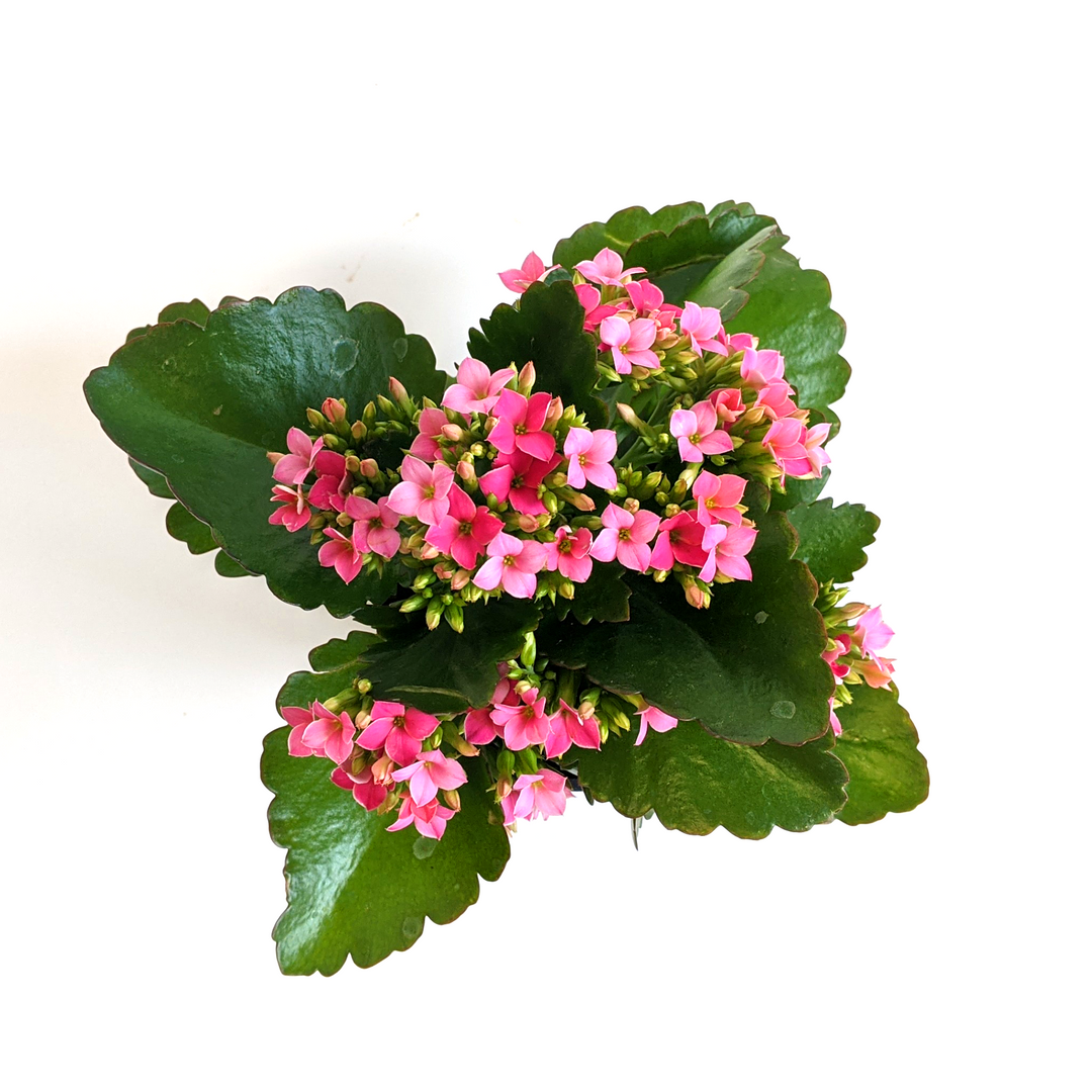 Kalanchoe blossfeldiana Kalanchoe, 4 Inch Houseplants
