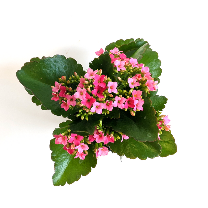 Kalanchoe blossfeldiana Kalanchoe, 4 Inch Houseplants