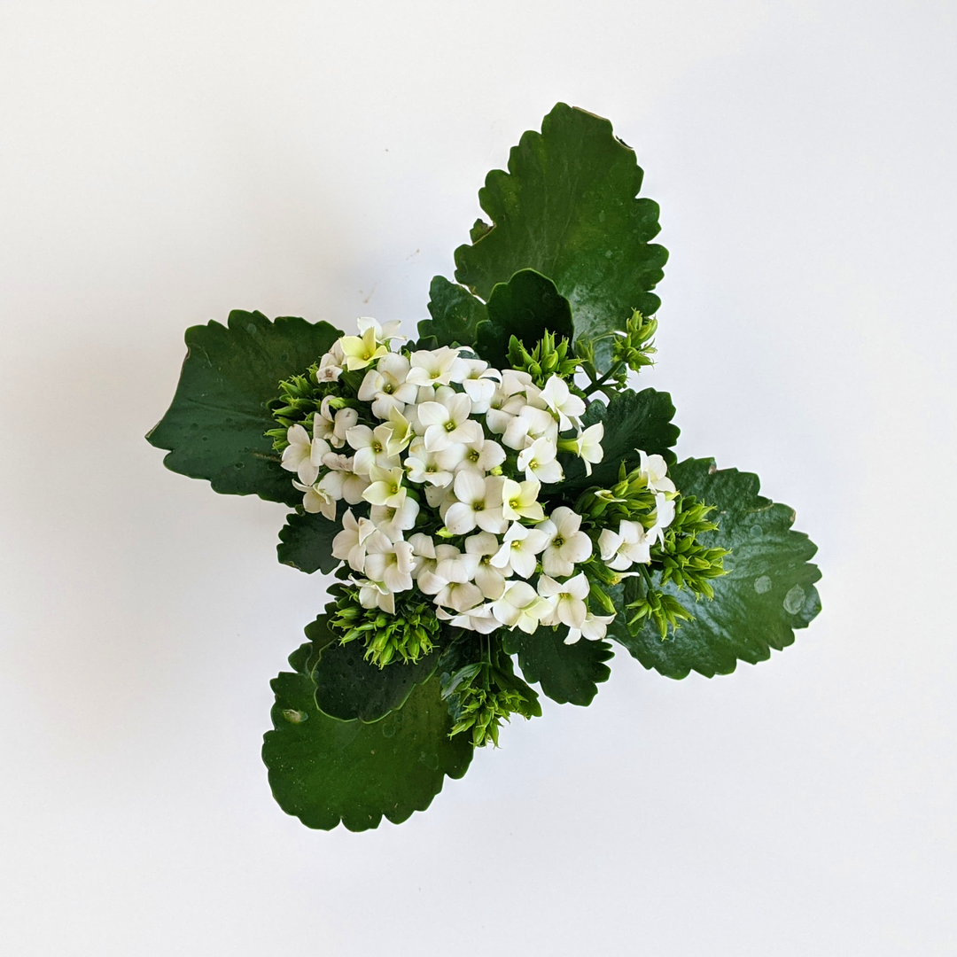 Kalanchoe blossfeldiana Kalanchoe, 4 Inch Houseplants