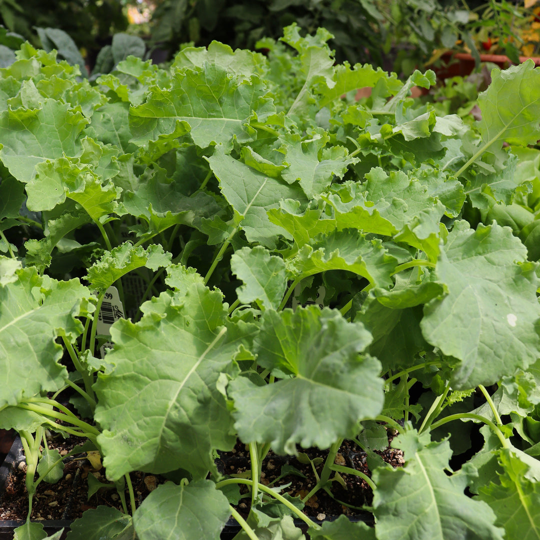 Kale