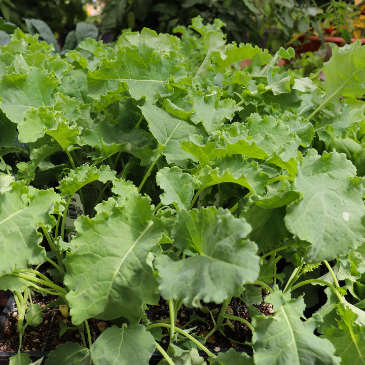 Kale