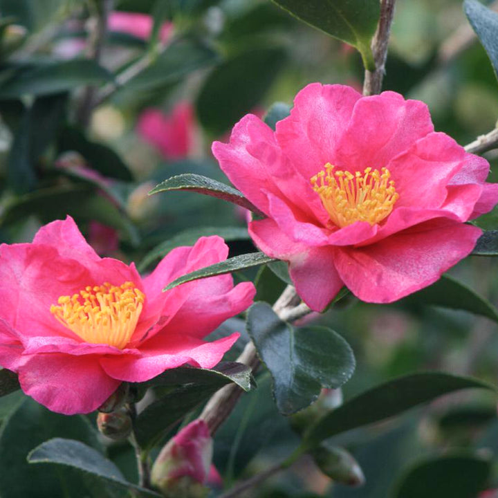 Camellia sasanqua 'Kanjiro' Camellia, Shrub