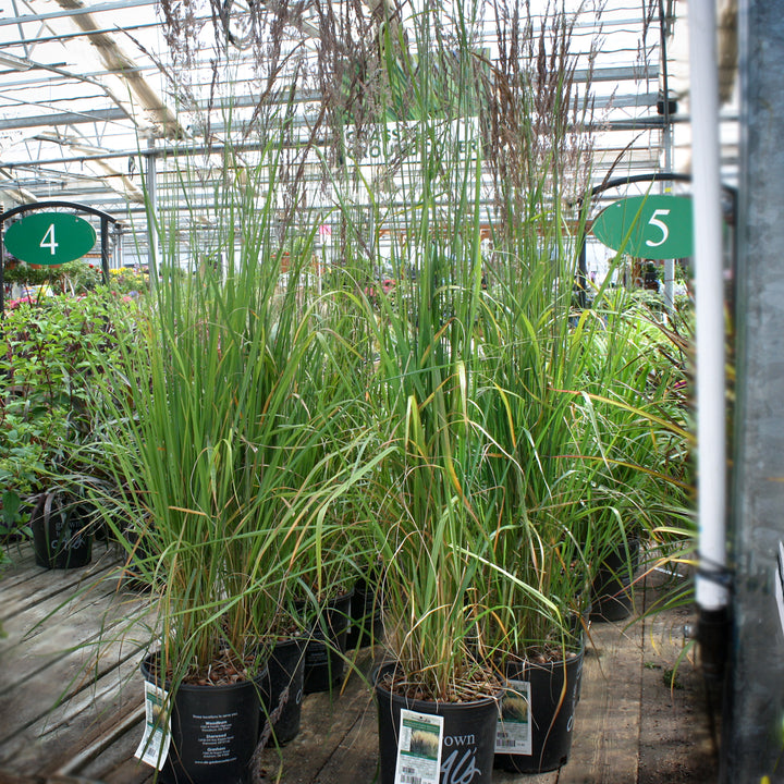 Calamagrostis acutiflora 'Karl Foerster' Feather Reed Grass, Perennial