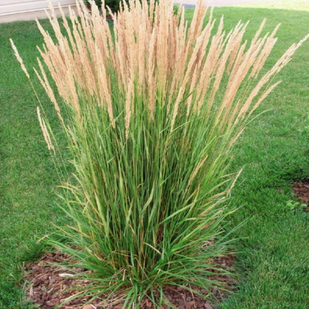 Al's Garden and Home 'Karl Foerster' Feather Reed Grass perennial
