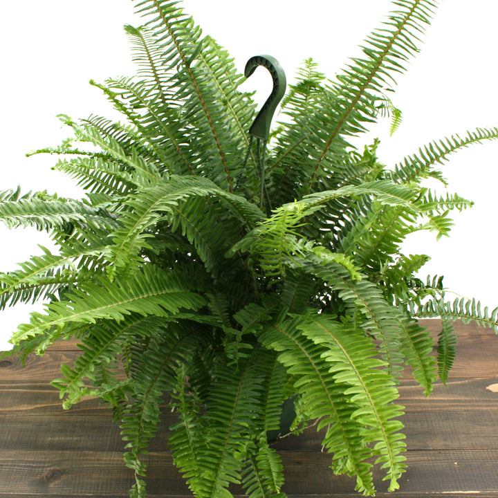 Mainland Floral generic Kimberly Queen Fern (Nephrolepis obliterata), 6 Inch Hanging Basket houseplant