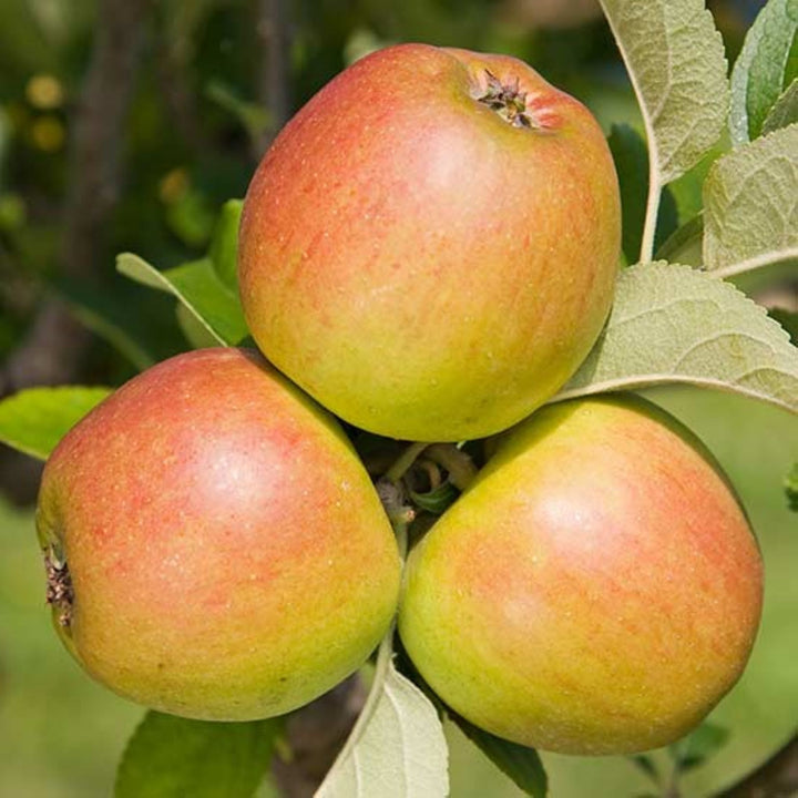 Malus domestica 'King' Semi-Dwarf Apple, Bare Root Apple Tree, Tree