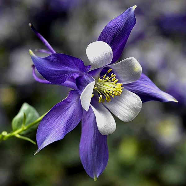 Aquilegia caerulea Kirigami™ Deep Blue & White Columbine, 1 Gallon Perennials