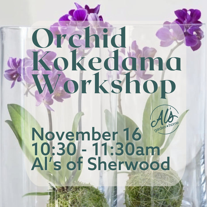 Orchid Kokedama Workshop: Sherwood